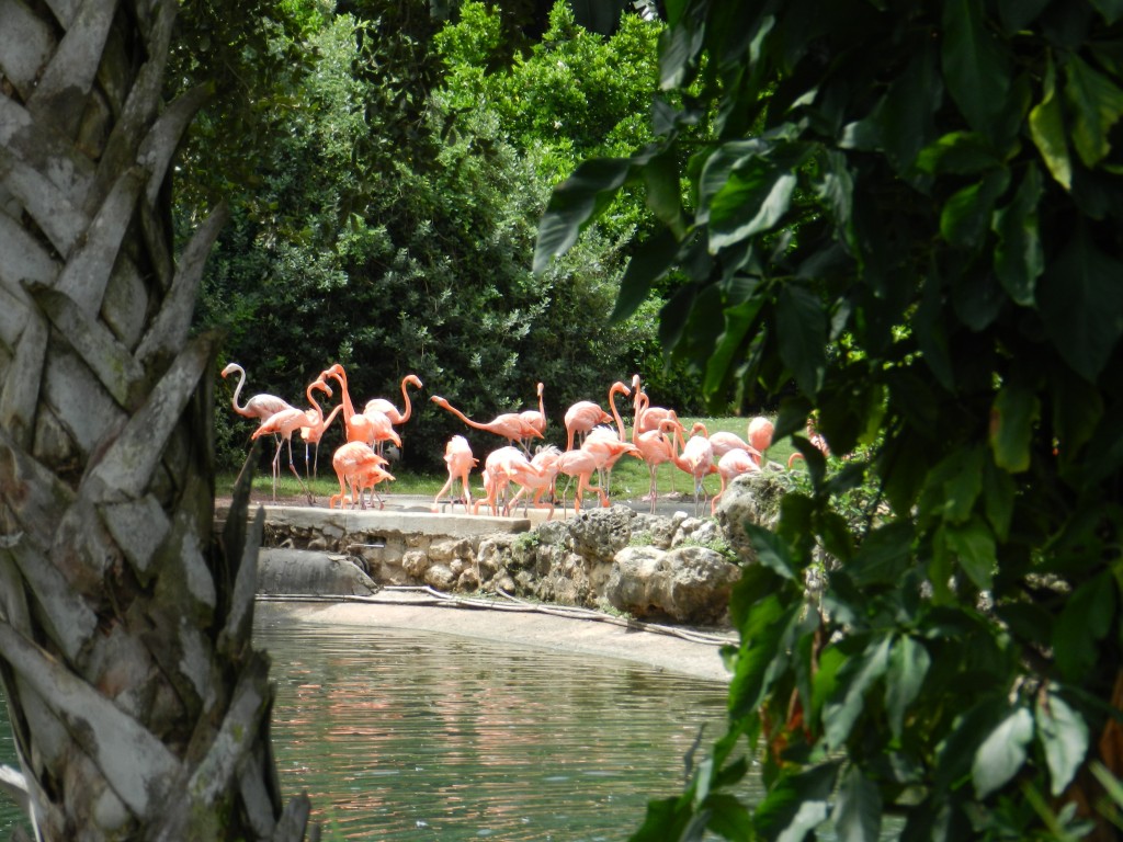 Flamingos at Busch Gardens Tampa Bay animals.