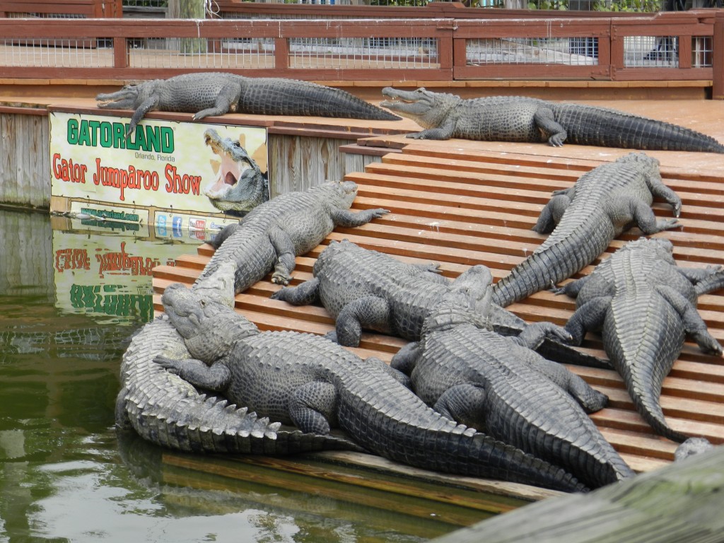 Gatorland in Orlando Florida. Keep reading for the best things to do in Orlando other than Disney.