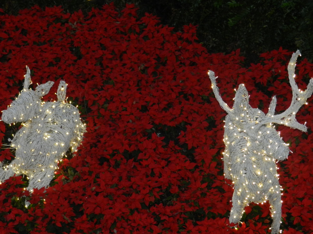 Christmas at the Grand Floridian Resort and Spa White Deer in Christmas Lights. Keep reading to learn about the best Disney Resorts at Christmas!