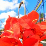 Mantis Cedar Point Roller Coaster