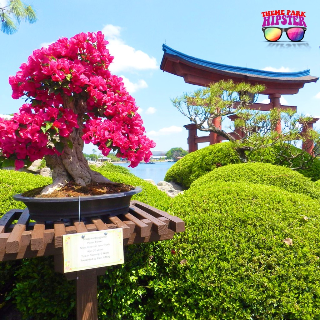 Epcot in the Spring with beautiful pink bonsai plant for Flower and Garden Festival. Japan Pavilion 2015.