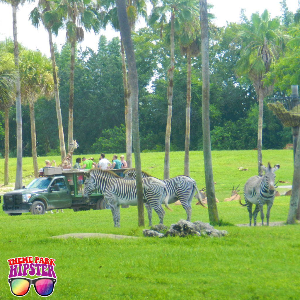 Safari Tour at Busch Gardens Serengeti with zebra next to truck. Going to Busch Gardens alone doesn't have to be scary. Keep reading for more solo travel tips.