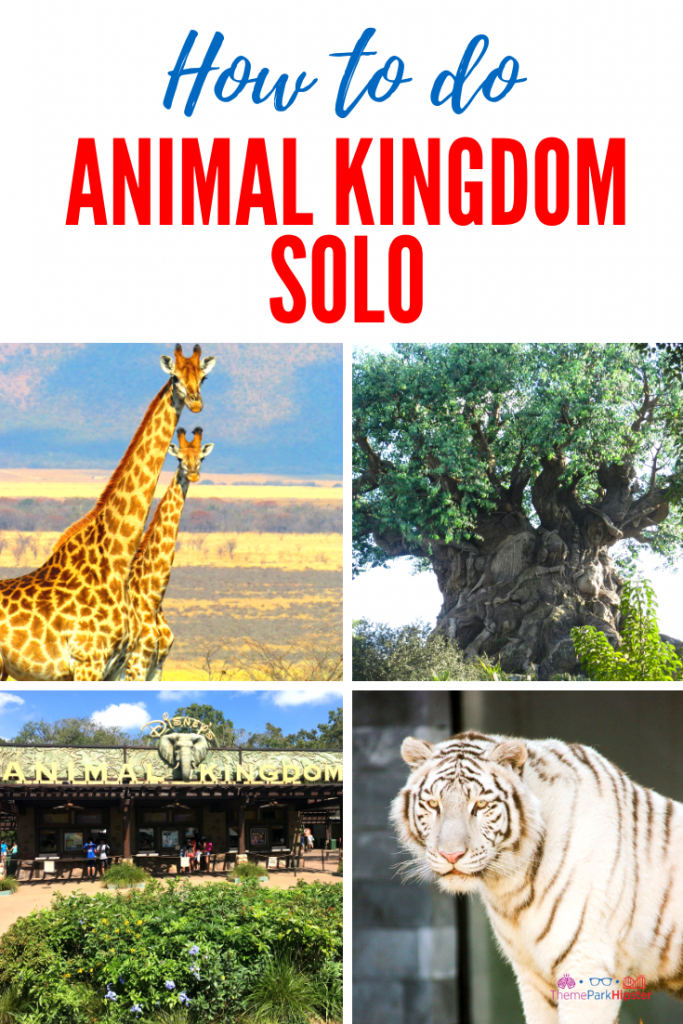 Tips for Doing Disney's Animal Kingdom solo with tree of life and giraffes looking directly at the camera.