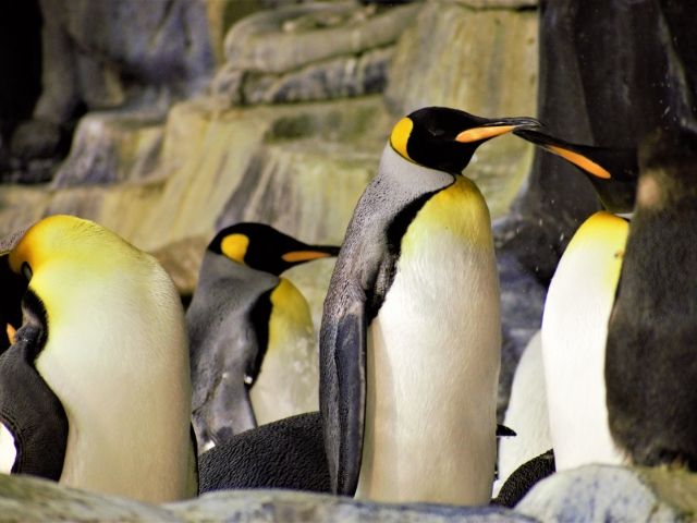 SeaWorld with penguins.