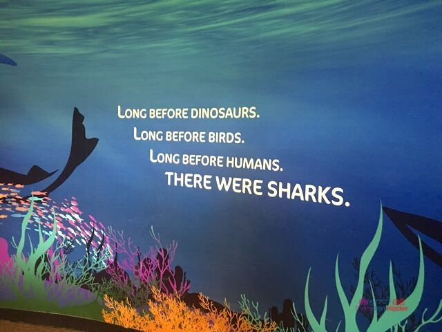 SeaWorld Orlando Shark Mural