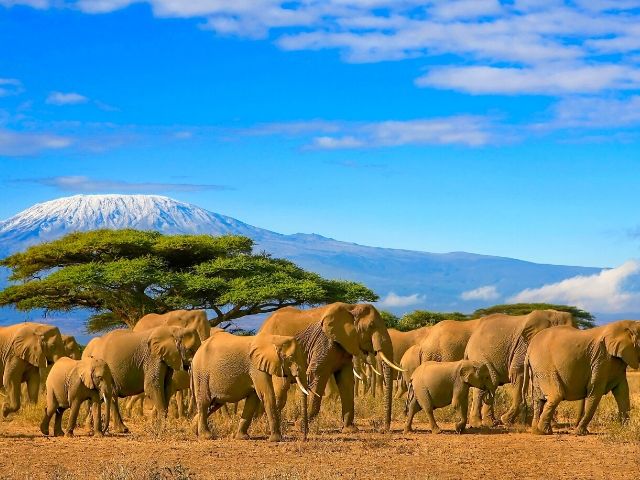 Tanzania with Elephants roaming on Soarin Around the World Epcot