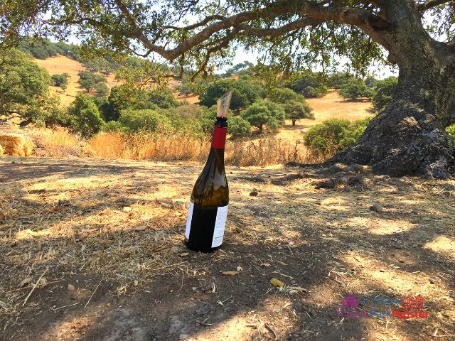 San Francisco Sonoma County Winery
