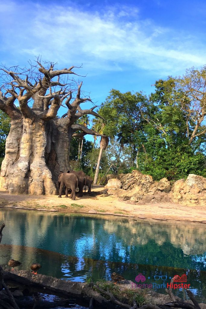 Animal Kingdom Safari with Elephants next to tree. Keep reading to get the best rides at Animal Kingdom for Genie Plus and Lightning Lane.
