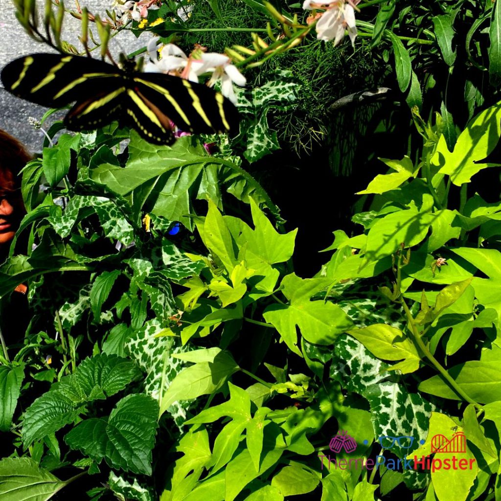 Butterfly Garden at Disney with beautify black and yellow butterfly on green foliage. Keep reading to learn about free things to do at Disney World and Disney freebies.