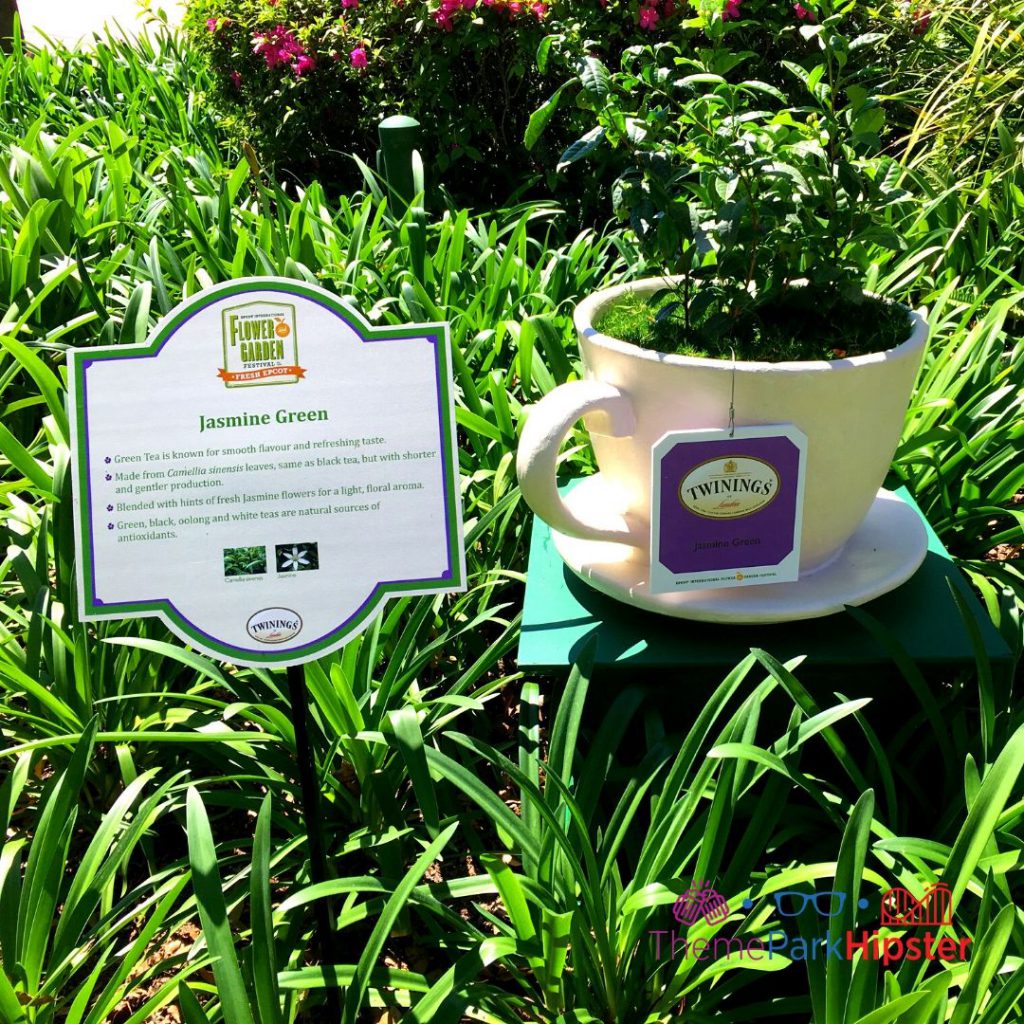 2024 Epcot Flower and Garden Festival Tea Garden in UK Pavilion. Keep reading to learn how to go to Epcot Flower and Garden Festival alone and how to have the perfect solo Disney World trip.