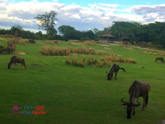 Safari overlooking grazing wilder beast at Animal Kingdom