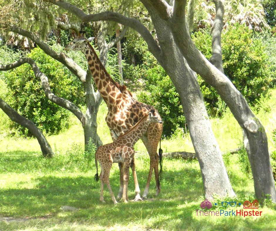Animal Kingdom African Safari with Momma and baby giraffe. Keep reading to learn about going to theme parks alone and solo travel in Florida.