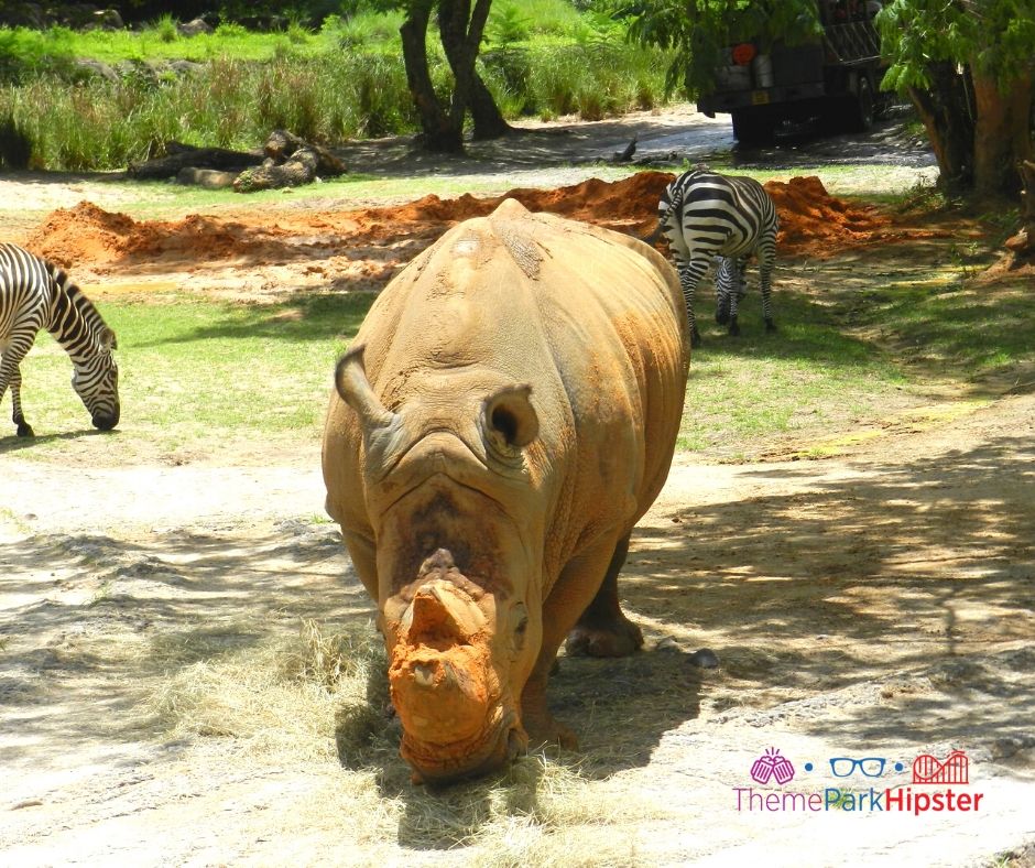 Animal Kingdom African Safari with rhinoceros and zebra eating hay. Keep reading to learn about the top best fun things to do at Disney World for adults.