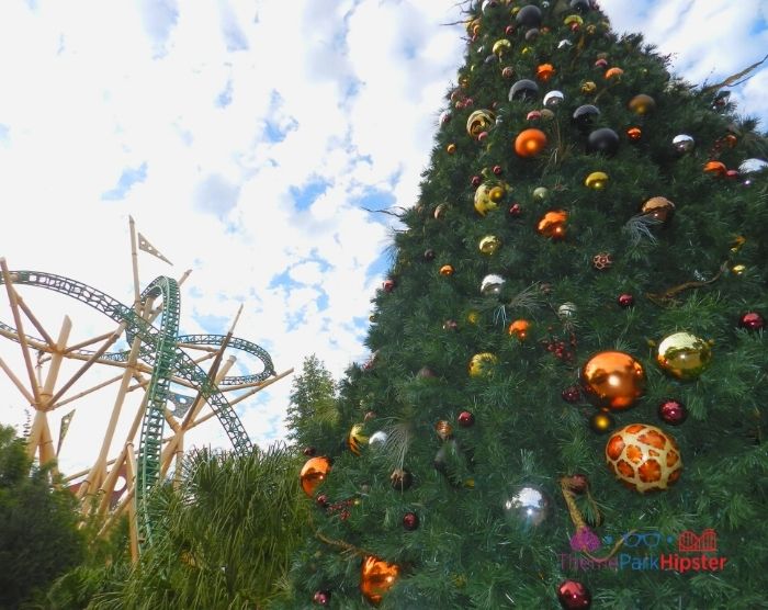 Cheetah Hunt Roller Coaster at Busch Gardens during Christmas