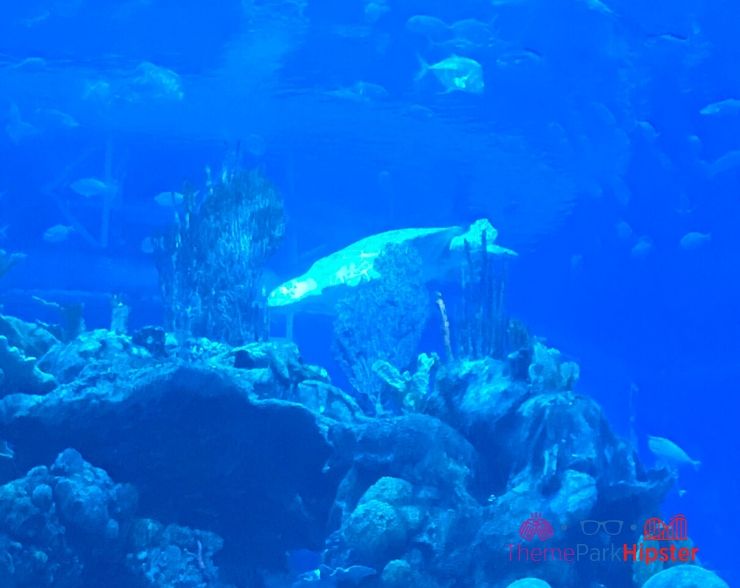 Coral Reef at Epcot Crab Aquarium View
