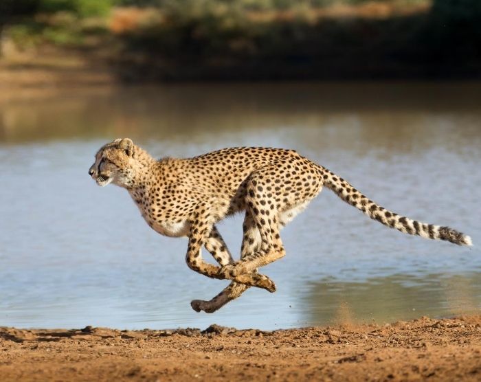 Cheetah taking off running