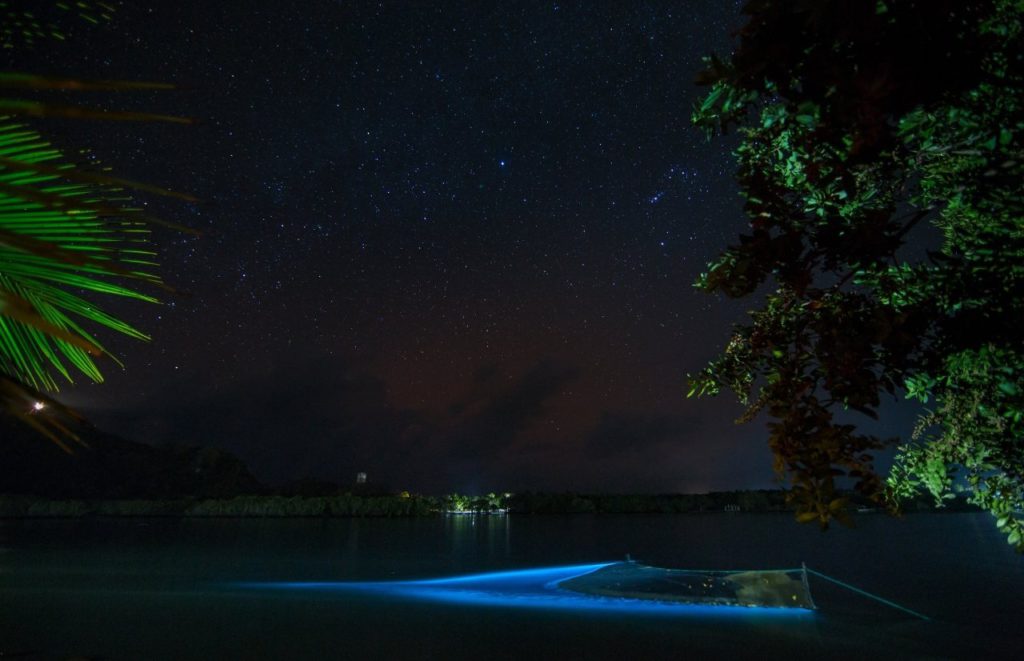 Bioluminescent-Kayaking