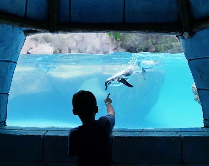 Penguins at SeaWorld with child watching. Keep reading to get the full list of the best roller coasters ranked at SeaWorld Orlando.