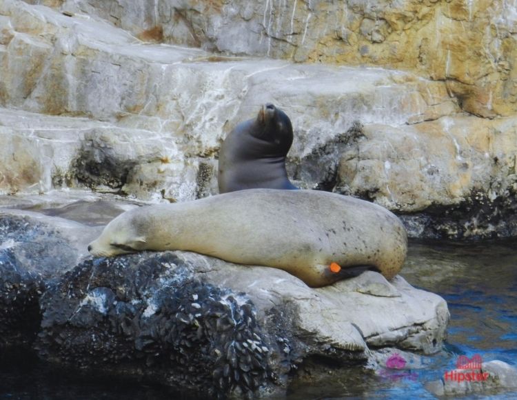 SeaWorld Orlando Pacific Point Preserve Seals. Keep reading to get the best SeaWorld Orlando tips, secrets and hacks.
