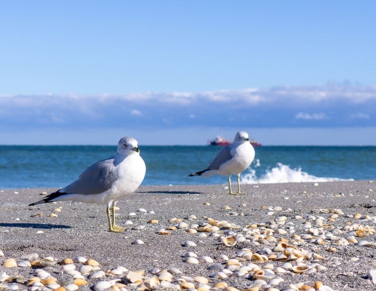 Jupiter Beach Florida with Seagulls. Making it the best beach close to Disney. Keep reading to learn about the best beach close to Disney World and the Best Florida Beaches Near Disney World.