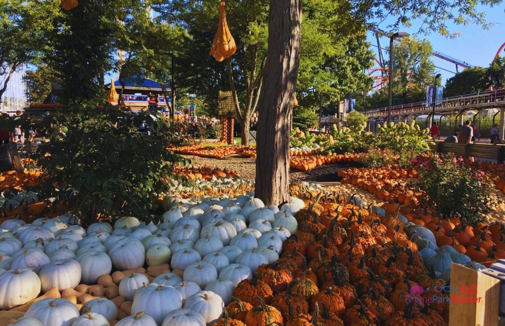 Cedar Point Halloweekends Pumpkin Patch