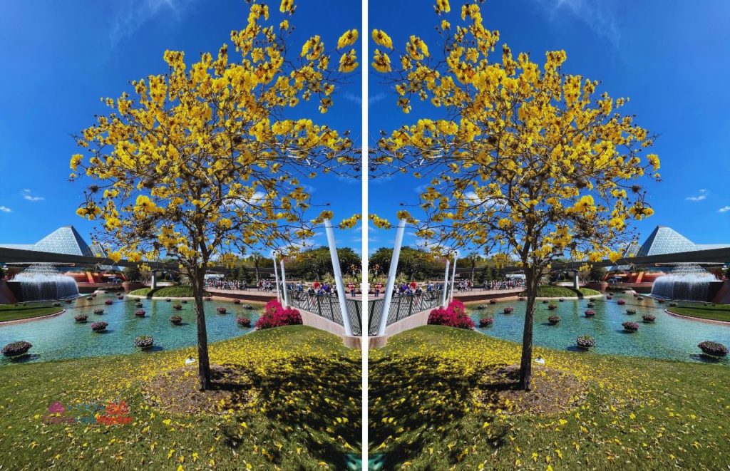 2024 Epcot Flower and Garden Festival Beautiful Yellow Tree in front of Imagination Pavilion. Keep reading for the best Epcot International Flower and Garden Festival tips!
