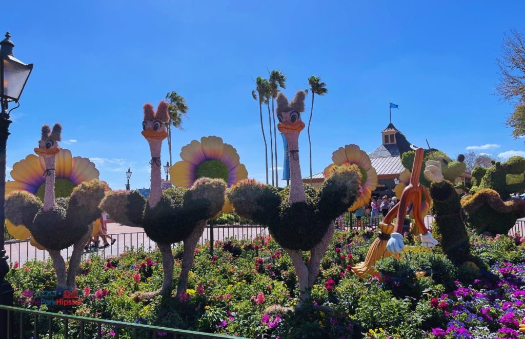 Epcot Flower and Garden Festival Fantasia Birds with Mickey Mouse Topiary. Keep reading to get the best things to do at Epcot Flower and Garden Festival.