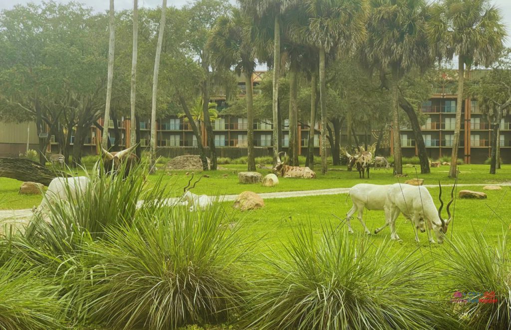 Animal Kingdom Lodge savannah view from Sanaa. Keep reading for the full guide to the best places to stay for couples at Disney World  