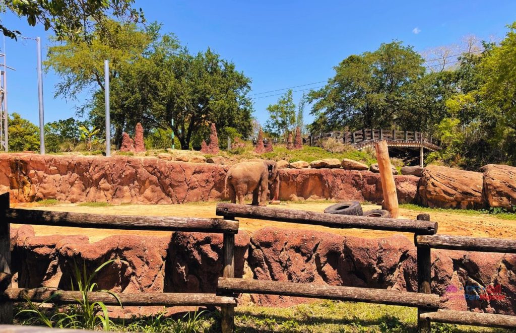 Busch Gardens Tampa Bay elephants grazing