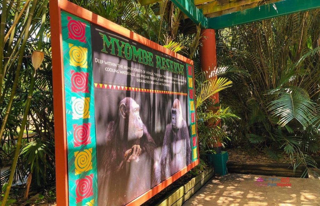 Busch Gardens Tampa Myombe Reserve large sign with colorful border and life size photos of chimpanzee and gorilla. Keep reading to discover more about Busch Gardens Tampa animals.