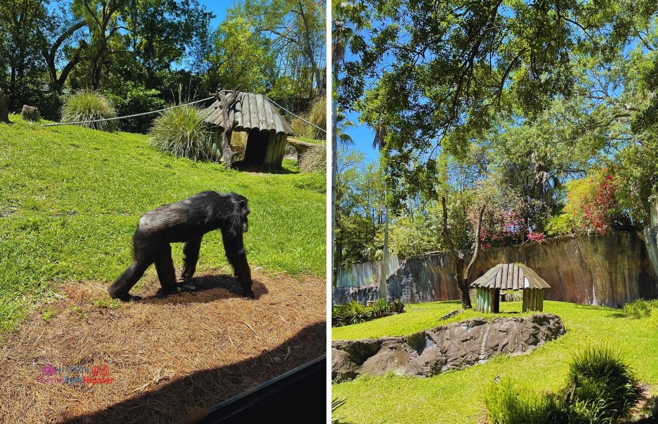 Busch Gardens Tampa chimpanzee area Myombe Reserve