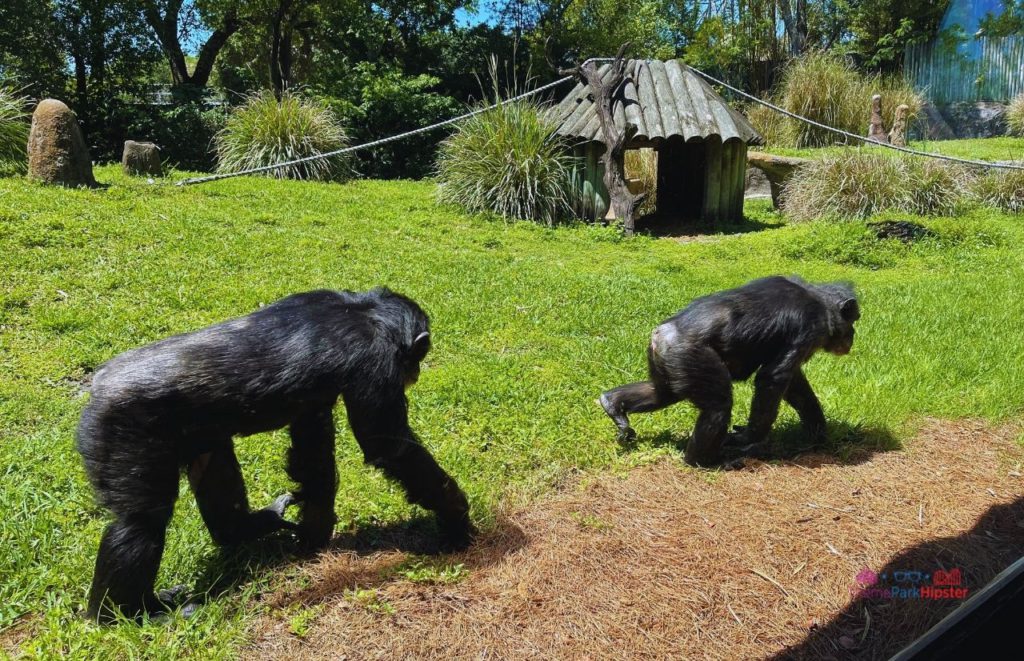 Busch Gardens Tampa chimpanzees walking by Myombe Reserve. Keep reading to learn how to find cheap Busch Gardens tickets.