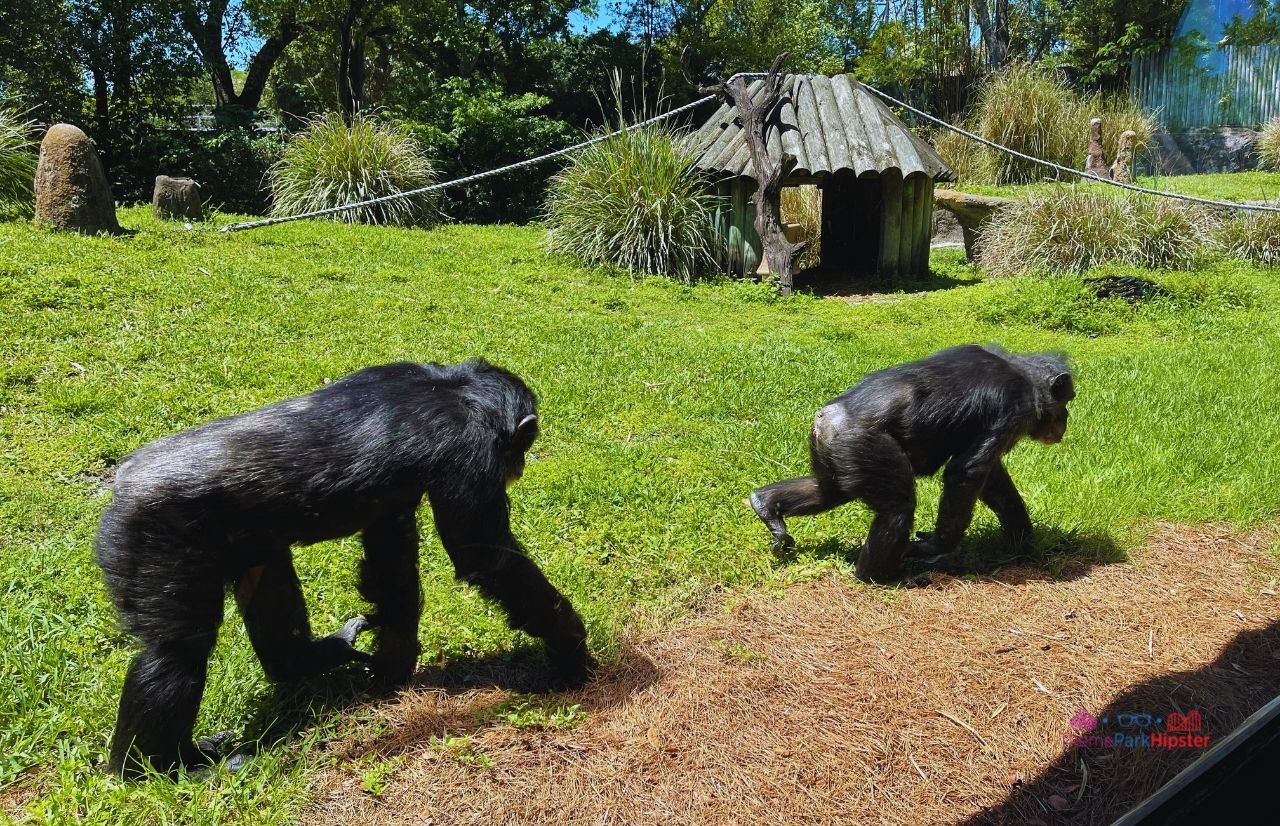 Busch Gardens Tampa chimpanzees walking by Myombe Reserve. Want the perfect Busch Gardens itinerary? Keep reading to see is one day enough for busch gardens tampa.