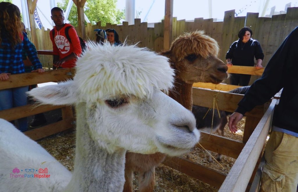 Cedar Point Petting Zoo Area. Keep reading to get the guide to Light Up the Point and how to Survive Cedar Point on 4th of July with These 7 Tips.