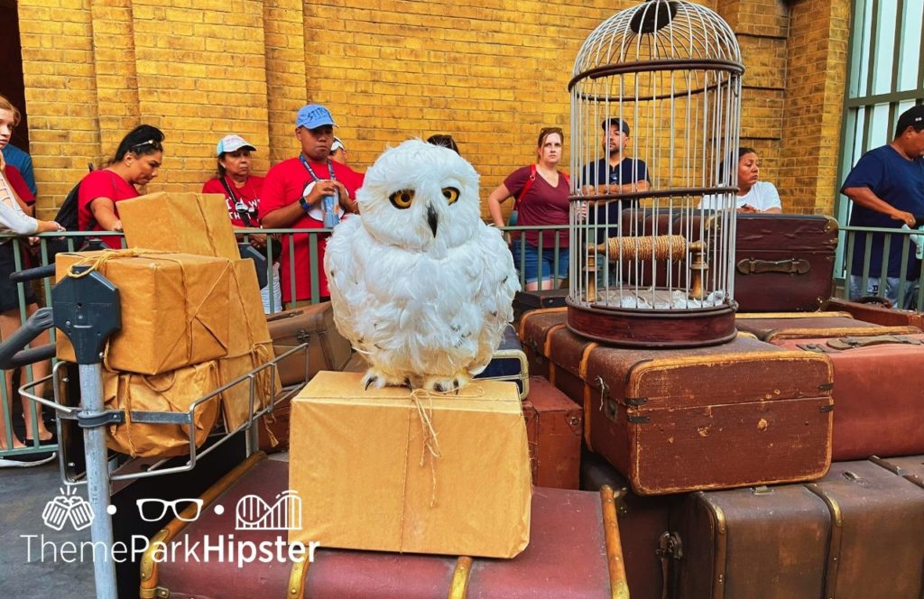 Universal Orlando Resort Hogwarts Express Train at Universal Studios Florida Hedwid white owl on luggage in King's Cross Station. Keep reading to get the best Universal Studios packing list and what to pack for Universal Orlando Resort.