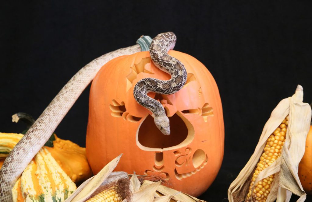 ZooAmerica Creature Of The Night - snake during Halloween at Hersheypark Dark Nights. Keep reading to find out more about the best things to do around Hersheypark.