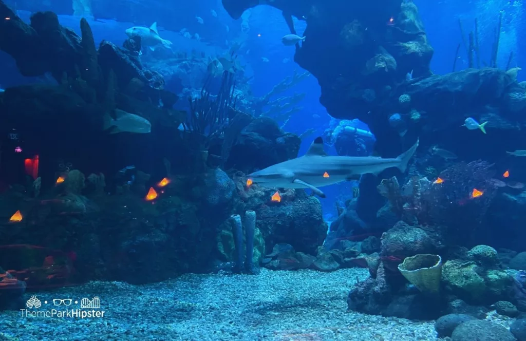 Coral Reef Restaurant at Epcot in Disney World Aquarium with black fin shark DiveQuest in the Seas Pavilion one of the best things to do at Disney World in the Summer!