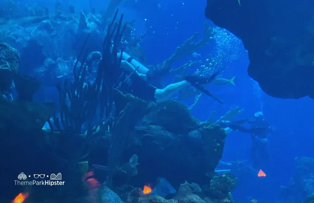 Coral Reef Restaurant at Epcot in Disney World Aquarium with diver swimming with sharks DiveQuest one of the best things to do at Disney World in the Summer!