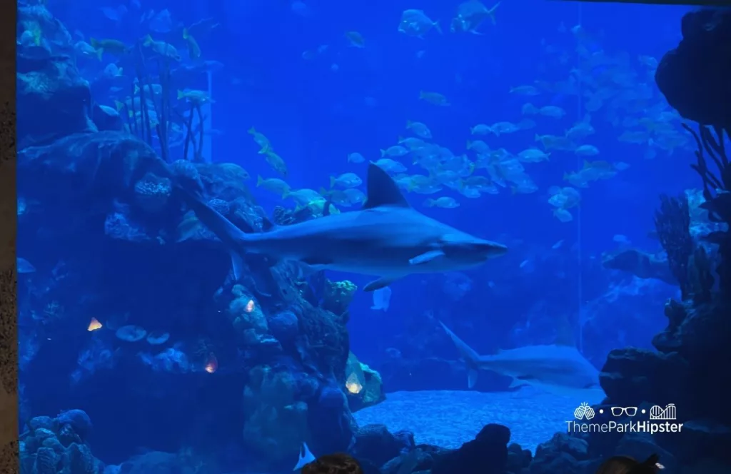 oral Reef Restaurant at Epcot in Disney World Aquarium with shark 