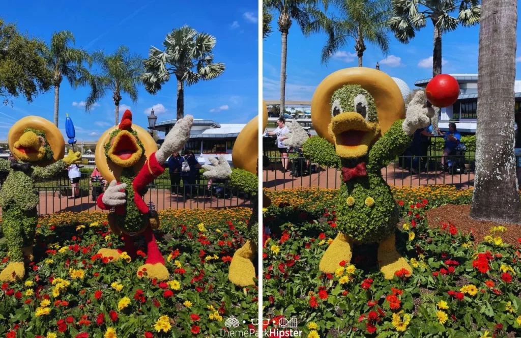 Epcot Flower and Garden Festival 2024 Three Caballeros Topiary with Donald Duck
