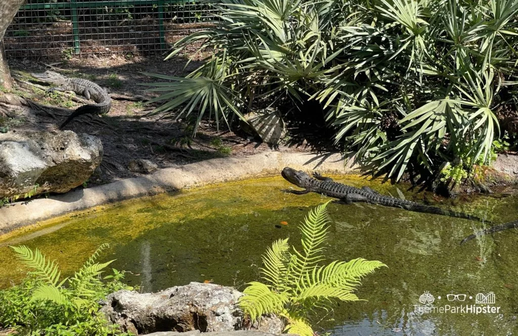 SeaWorld Orlando Resort Alligator area. Keep reading for the best things to do at SeaWorld. 