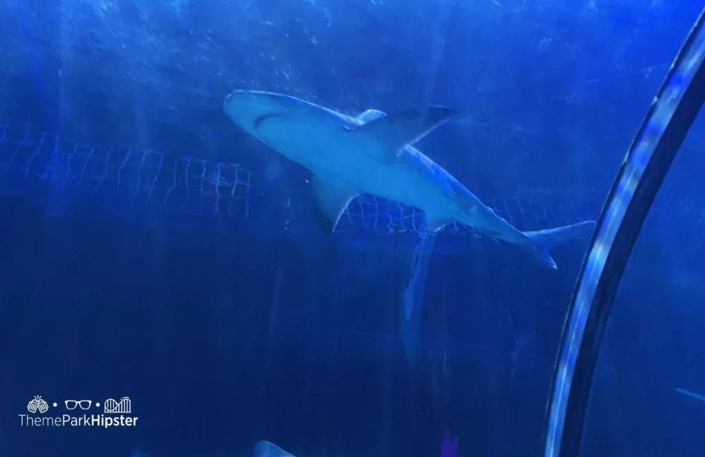 SeaWorld Orlando Resort Shark Encounter Exhibit