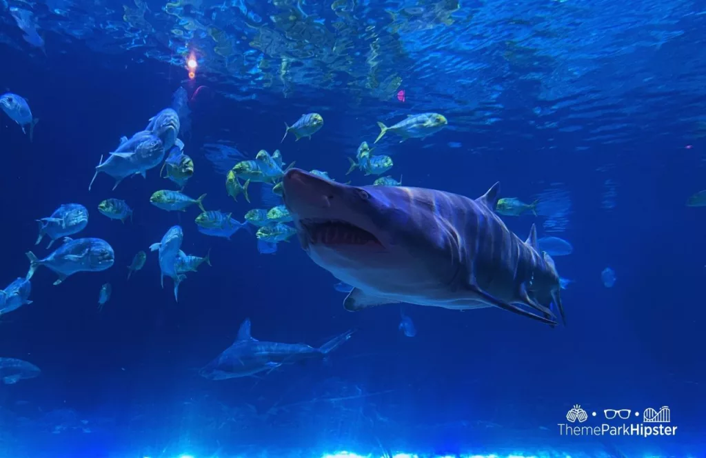 SeaWorld Orlando Resort Sharks Underwater Grill aquarium. Keep reading to get the full SeaWorld Orlando parking travel guide.