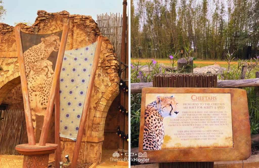 Busch Gardens Tampa Bay Cheetah Hunt Area with a rustic structure and photo of cheetahs and a photo and in information station of cheetahs. Keep reading to learn more about Busch Gardens Tampa animals.