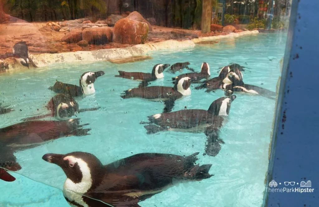Busch Gardens Tampa Bay Christmas Town Penguins in water