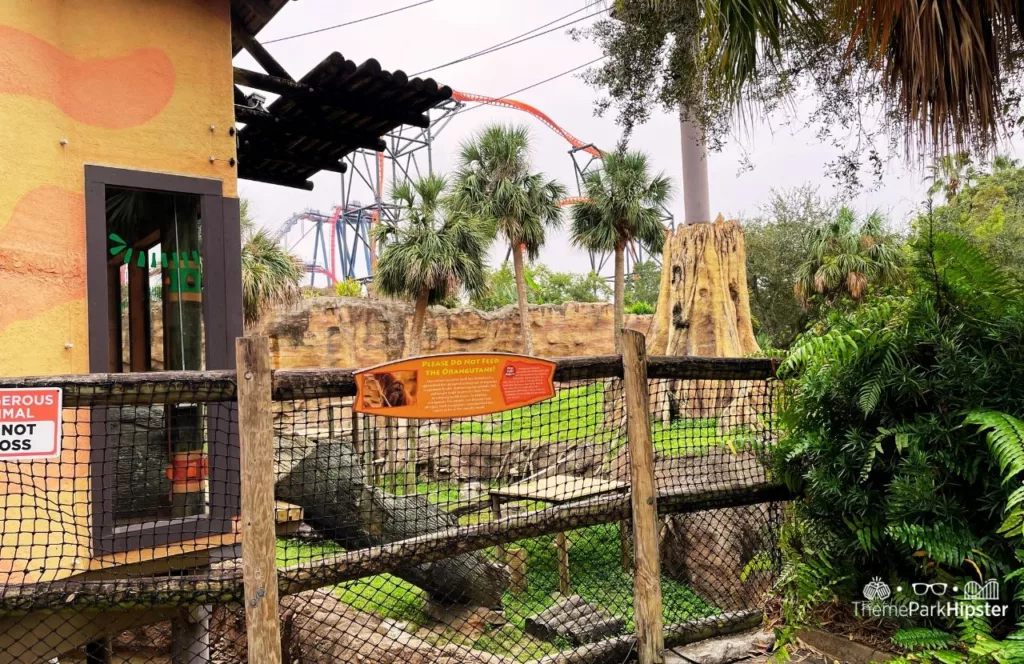 Busch Gardens Tampa Bay Orangutan Outpost with viewing area of open enclosure and with Tigris roller coaster in the background. Keep reading to discover more about Busch Gardens Tampa animals.