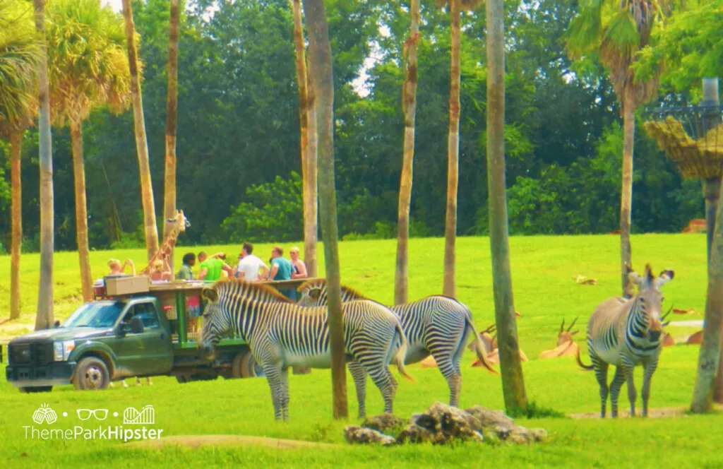 On the Serengeti Safari with Zebras, one of the animals at Busch Gardens