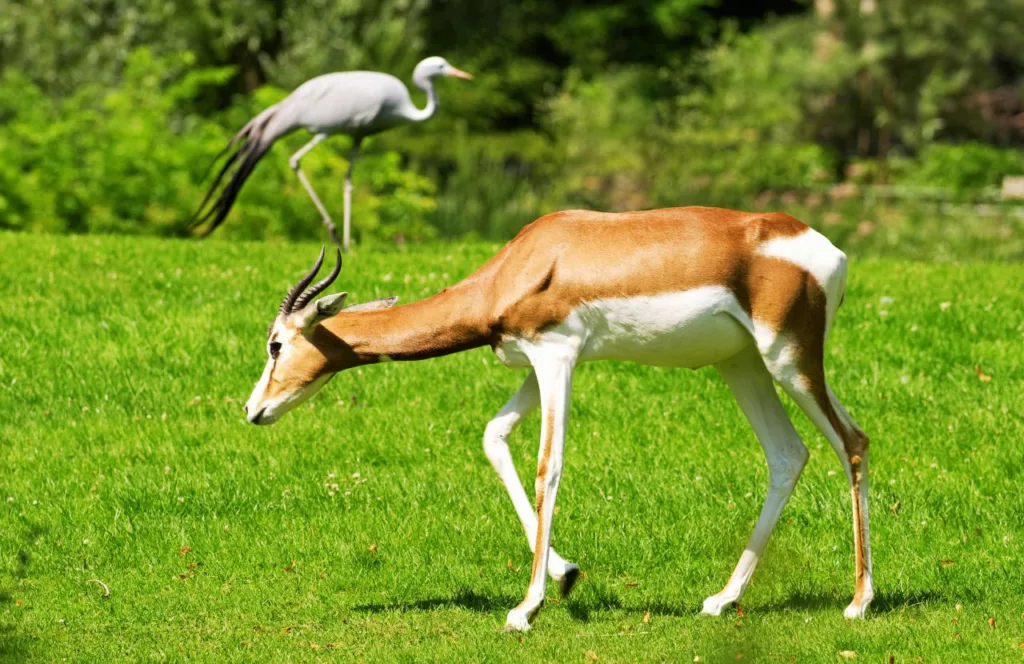 The Gazelle is one of the animals at Busch Gardens