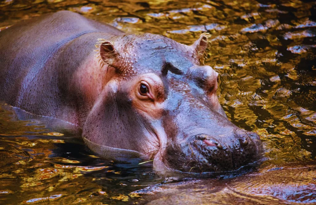 The Hippo is one of the animals at Busch Gardens