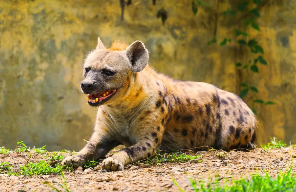 The Hyena is one of the animals at Busch Gardens